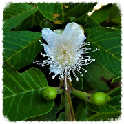 9th Nov 2023 - Fig Tree Flower & Fruit ~ .