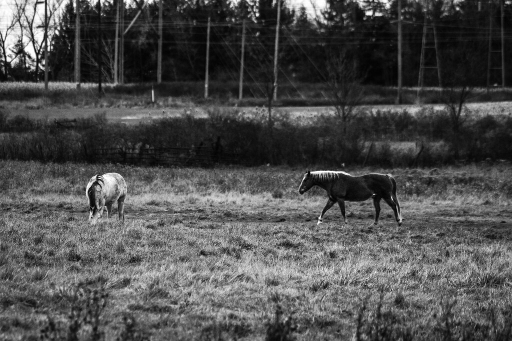 Grazing-3 by darchibald
