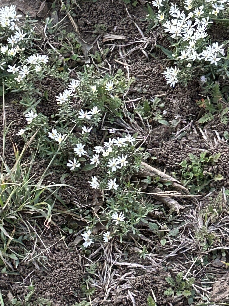 Weeds, but still pretty by bellasmom