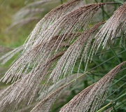 8th Nov 2023 - Pampas In The Breeze