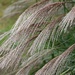 Pampas In The Breeze by paintdipper