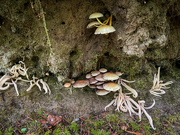 8th Nov 2023 - Magic mushrooms