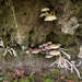 Magic mushrooms by jgpittenger