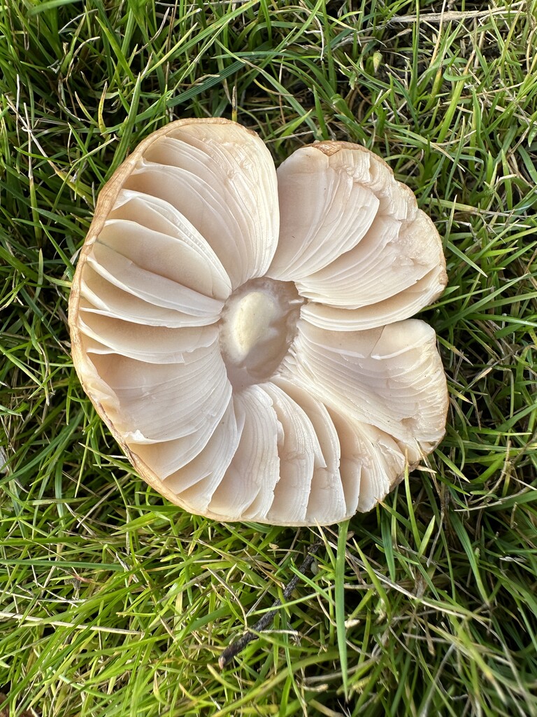 Mushroom by thedarkroom