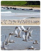 9th Nov 2023 - A flock of fairy terns 