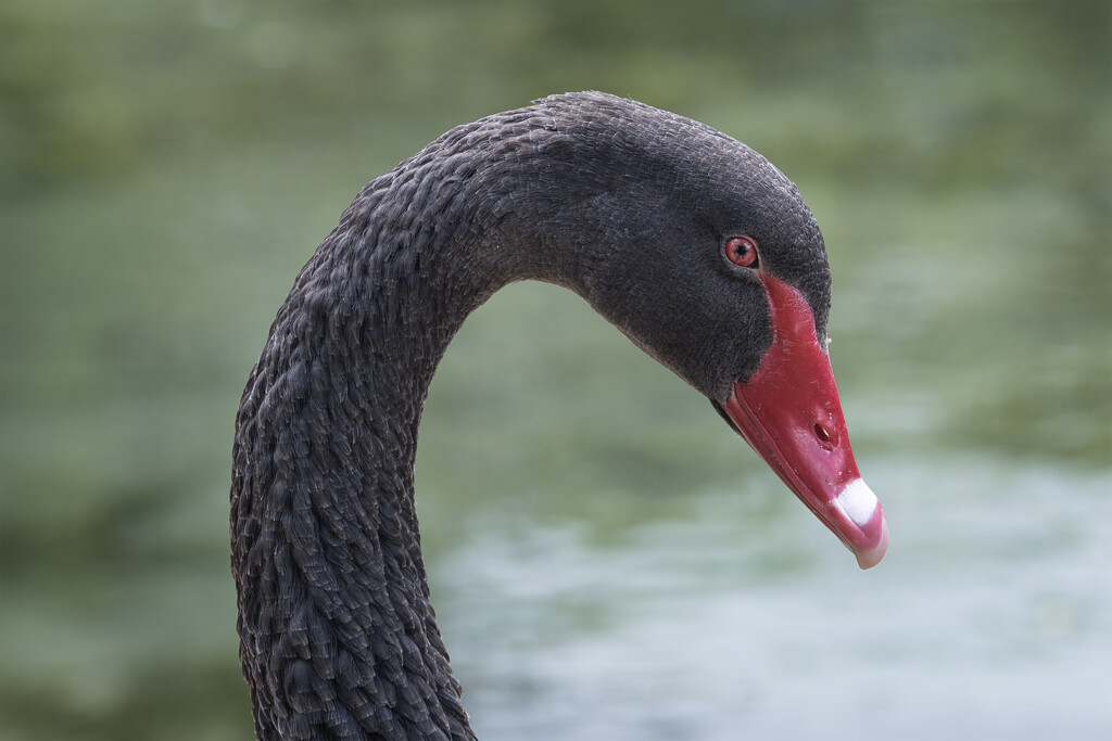 Mother swan by dkbarnett