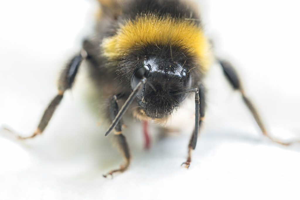 Bumblebee by dkbarnett