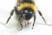 4th Nov 2023 - Bumblebee