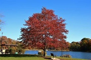 7th Oct 2023 - Red Tree