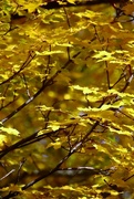8th Oct 2023 - Yellow Leaves