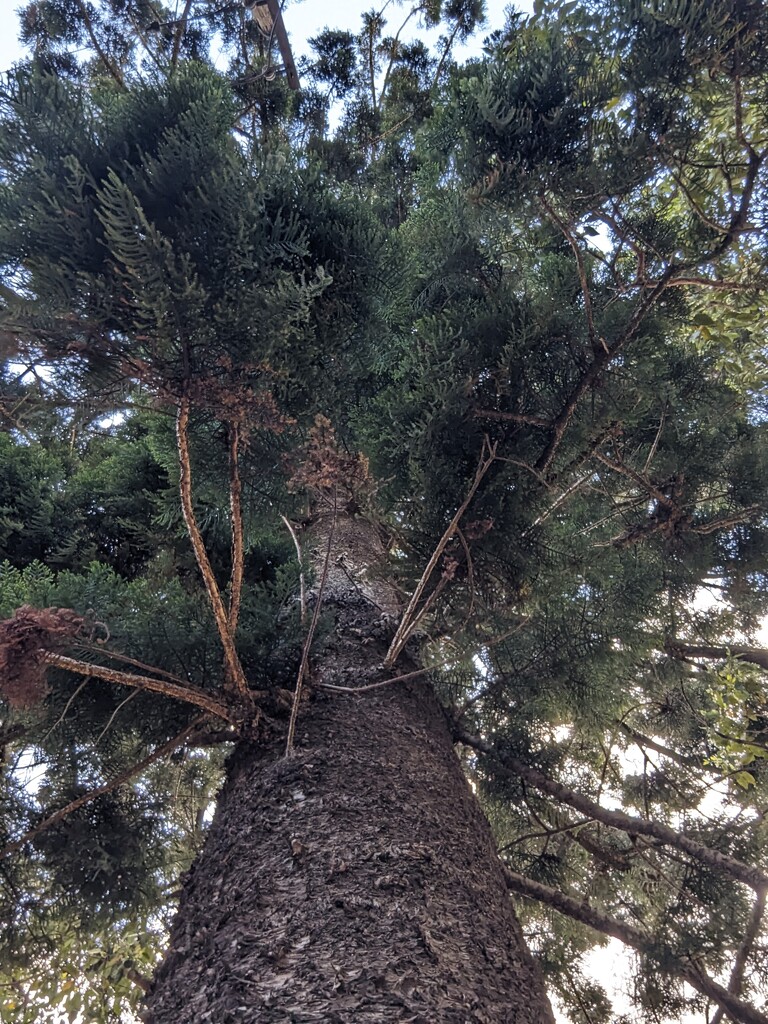 Bunya Pine Tree by elf