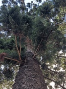 9th Nov 2023 - Bunya Pine Tree