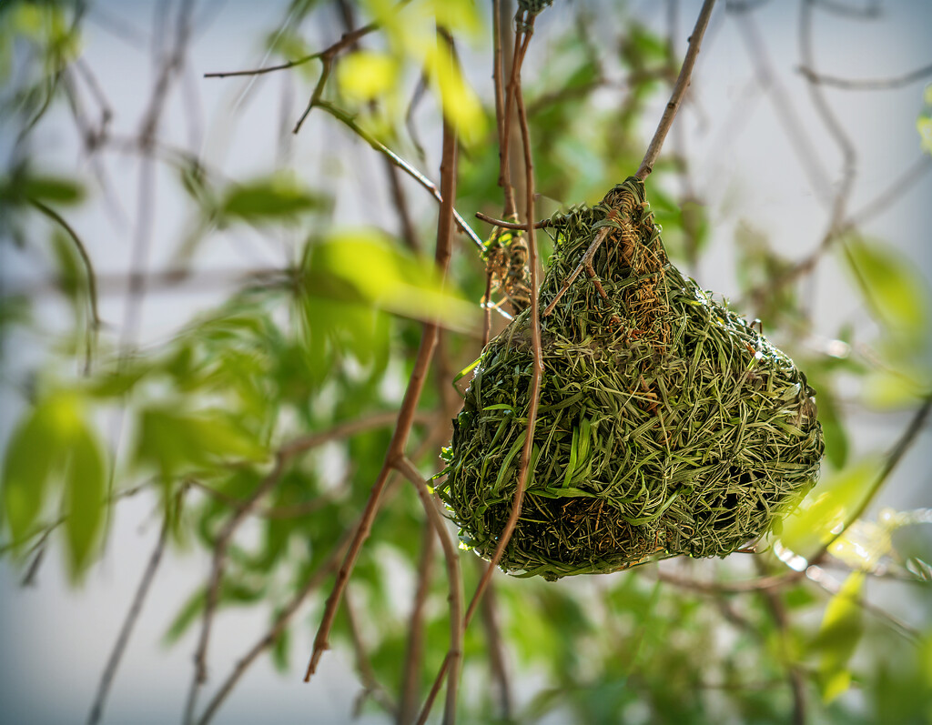 A weaver nest for Joy by ludwigsdiana