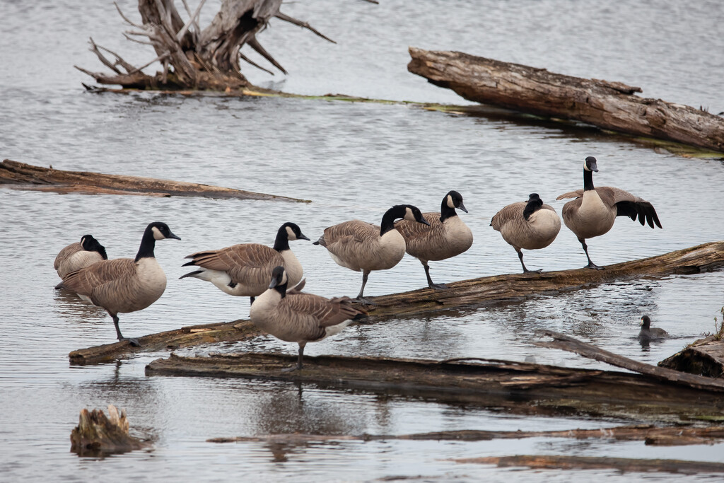 Geese by bobbic