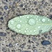 Droplets  by spanishliz
