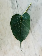 4th Nov 2023 - Bodhi tree leaf