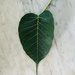 Bodhi tree leaf by shookchung