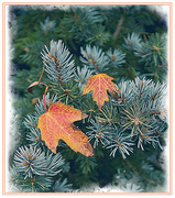 9th Nov 2023 - Maple and Spruce