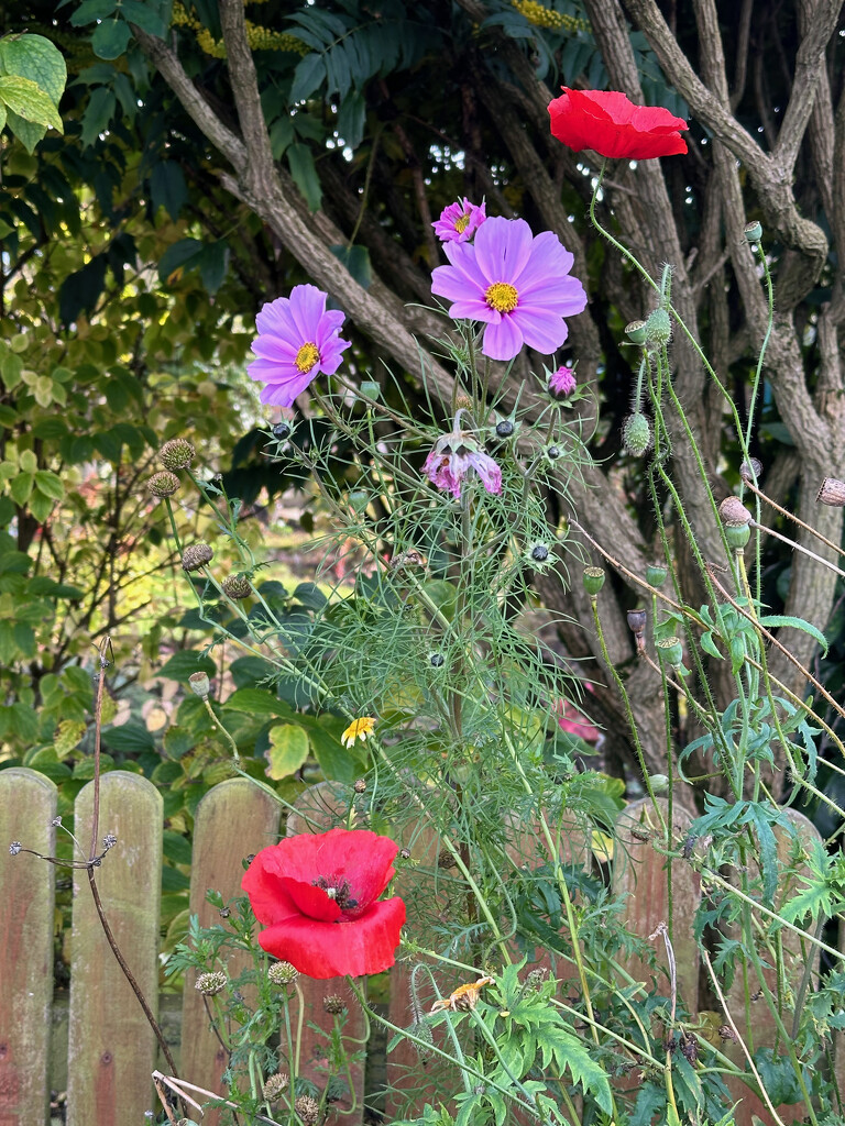 Wild Flowers by 365projectmaxine