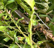 11th Oct 2023 - Oct 11 Chameleon In Fern IMG_9300