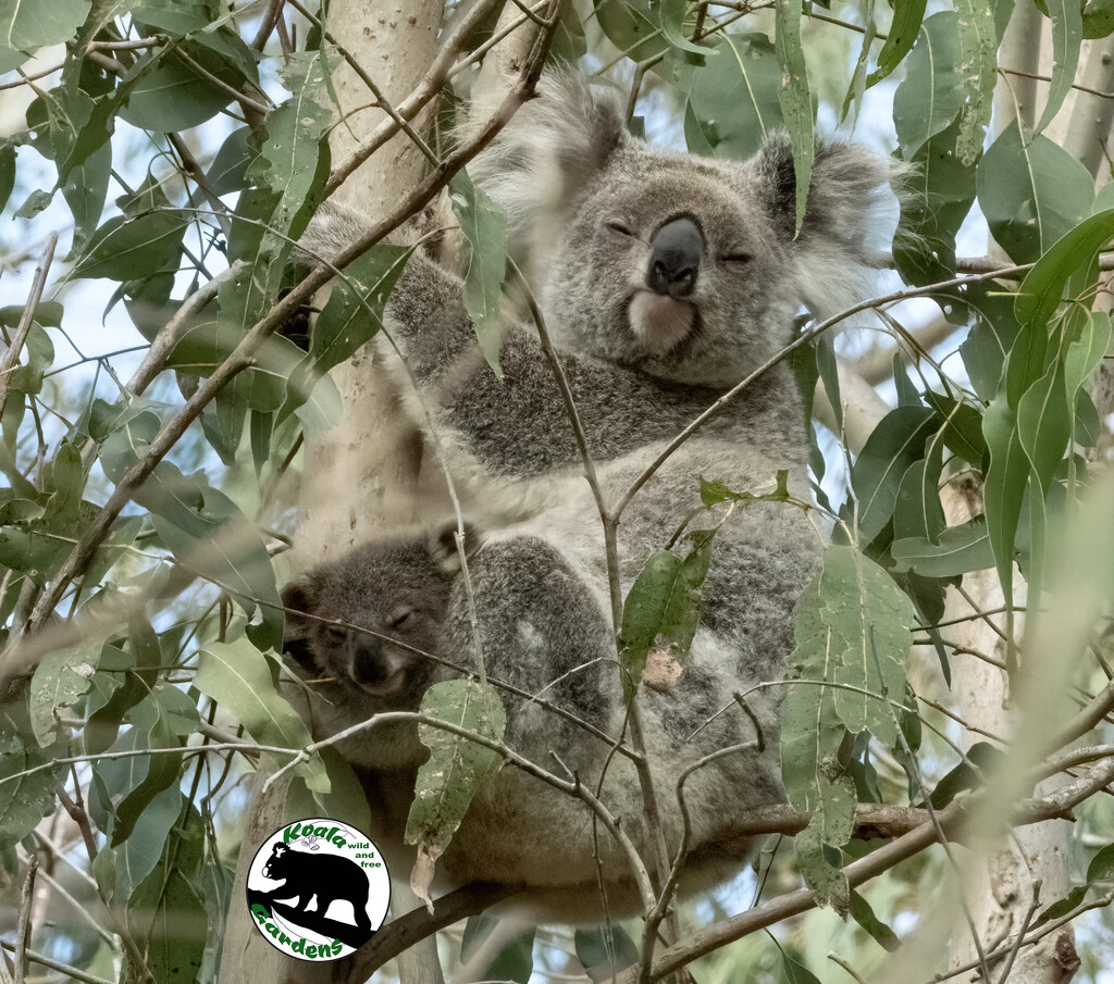 Proud mamma by koalagardens