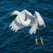 Snowy Egret by photographycrazy