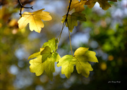 9th Nov 2023 - Some wood leaves