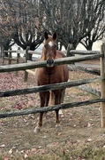 8th Nov 2023 - Just Horsing Around with the Neighbor