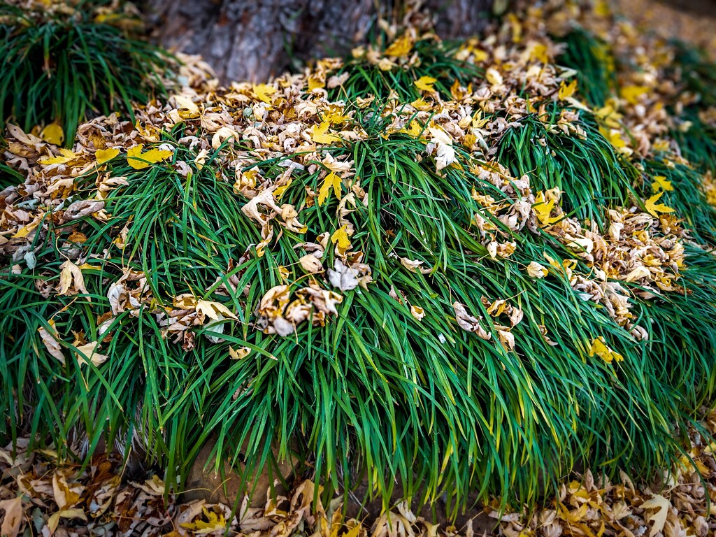 Monkeygrass In Fall by sburton