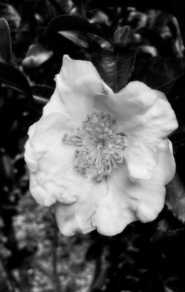 Camellia... by marlboromaam