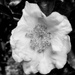 Camellia... by marlboromaam