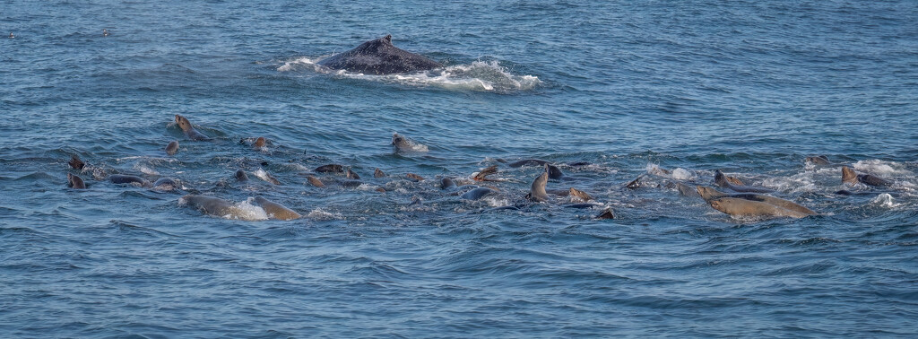 Seals and Whale by nicoleweg