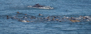7th Nov 2023 - Seals and Whale