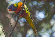 24th Oct 2023 - Bird 24 - Rainbow Lorikeet