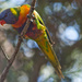 Bird 24 - Rainbow Lorikeet by annied