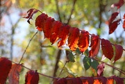 7th Nov 2023 - Red Leaves