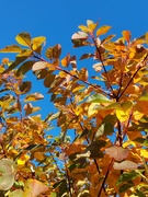 10th Nov 2023 - Autumnal colours 