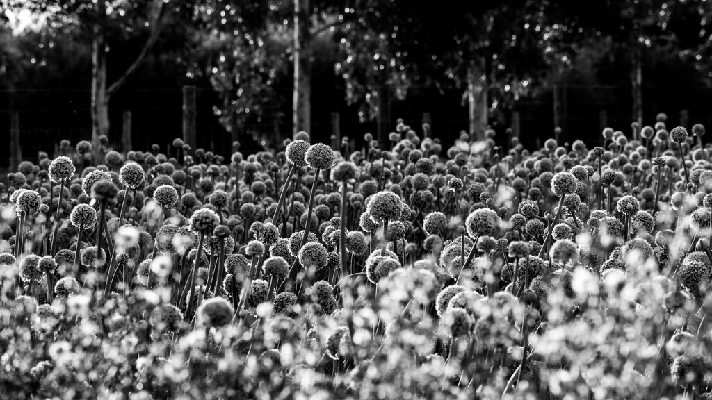 Garlic Fields #2 by nannasgotitgoingon