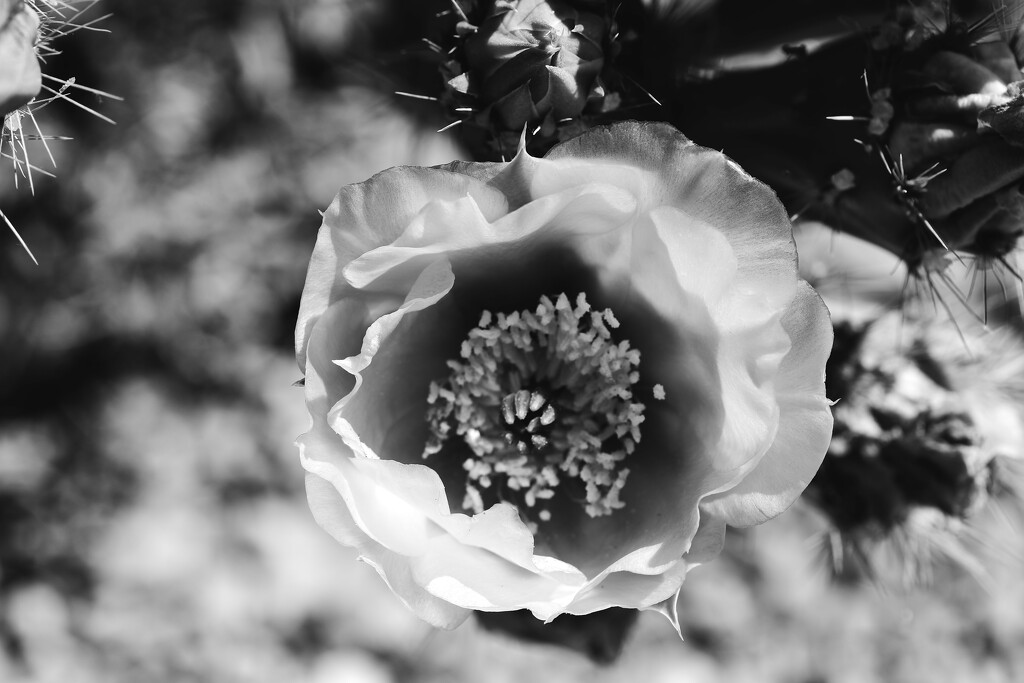 prickly pear bloom by blueberry1222