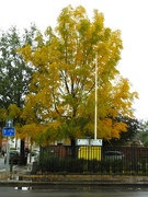 2nd Nov 2023 - Autumn Tree