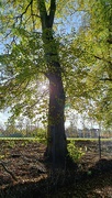 9th Nov 2023 - Sun peeping through the tree