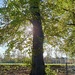 Sun peeping through the tree by ollyfran