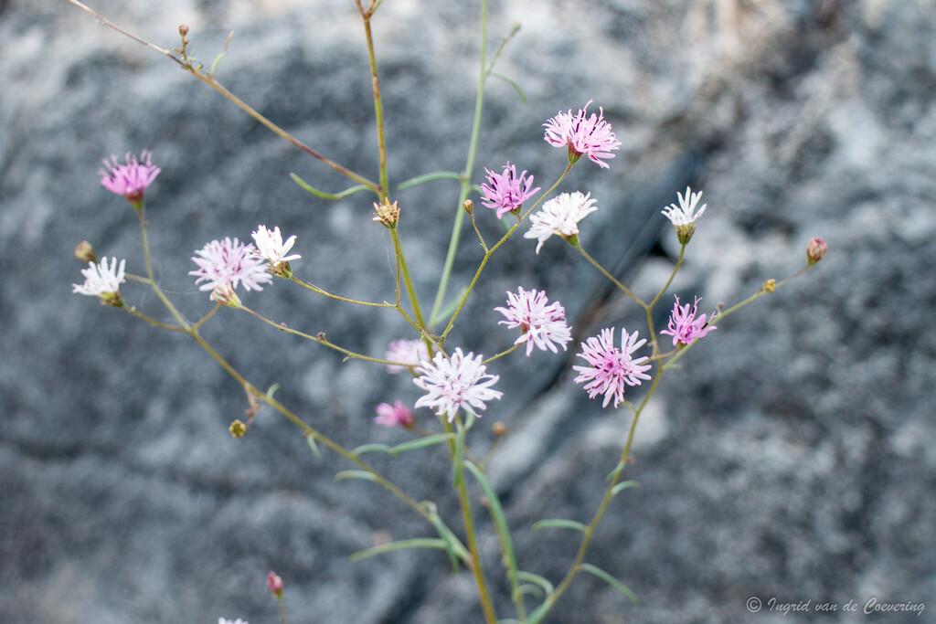 Tiny flowers by ingrid01