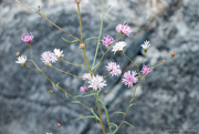 6th Nov 2023 - Tiny flowers