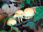 10th Nov 2023 - Yellow fungi