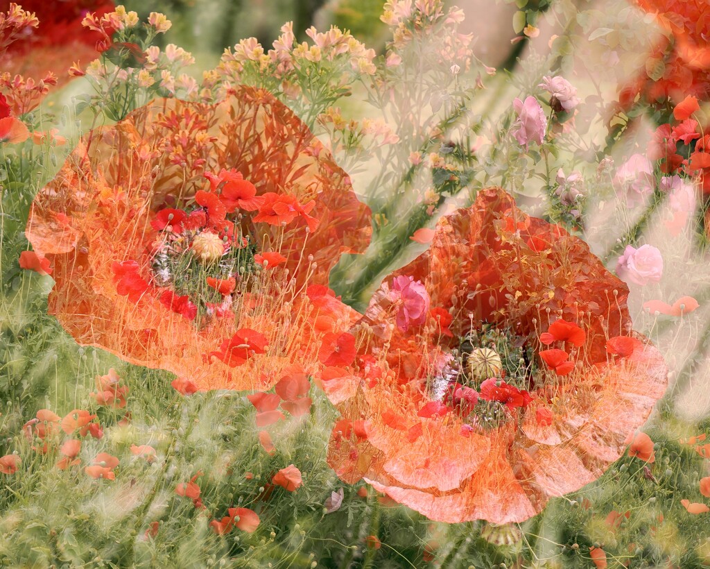 Poppies Near And Far PA222267 by merrelyn