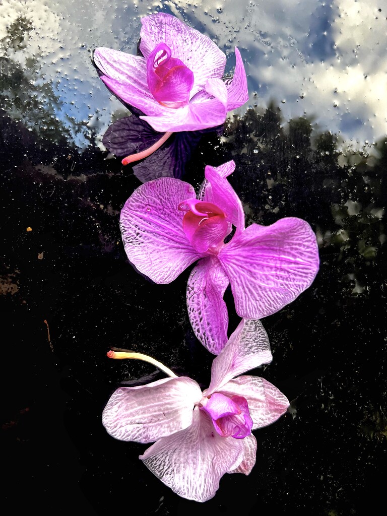 Floating Orchids  by rensala