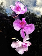 10th Nov 2023 - Floating Orchids 