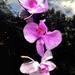 Floating Orchids  by rensala