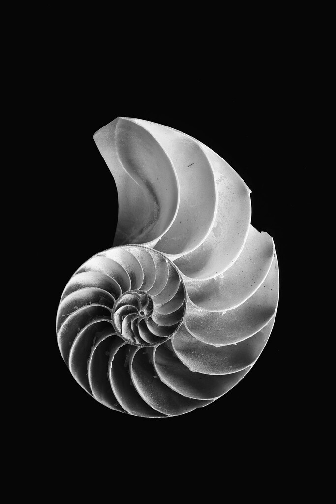 shell by aecasey